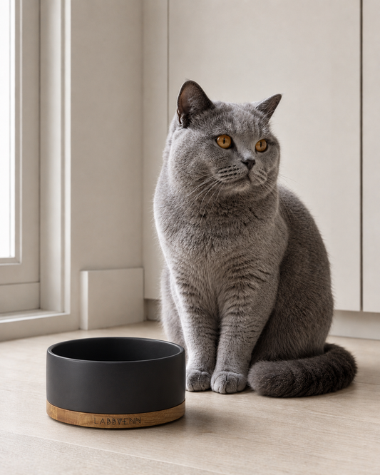 Fatsy, a grey British Shorthair, sitting next to his Labbvenn Vuku bowl